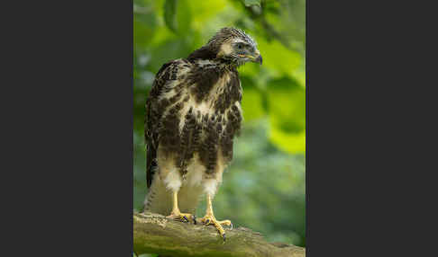 Mäusebussard (Buteo buteo)