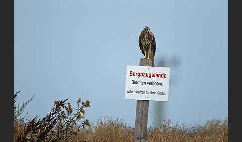 Mäusebussard (Buteo buteo)