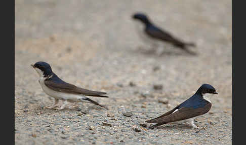 Mehlschwalbe (Delichon urbica)