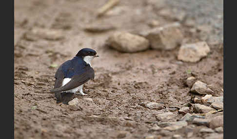 Mehlschwalbe (Delichon urbica)