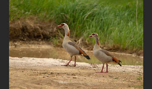 Nilgans (Alopochen aegyptiacus)