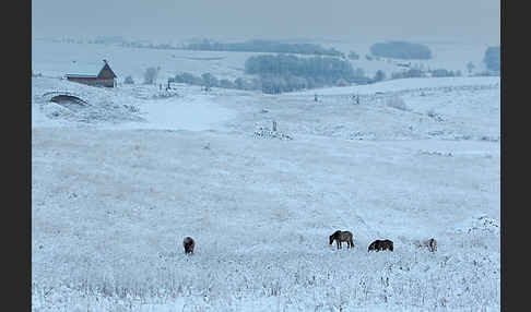 Konik (Equus caballus sspec.)