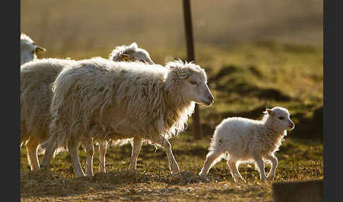 Hausschaf (Ovis gmelini aries)