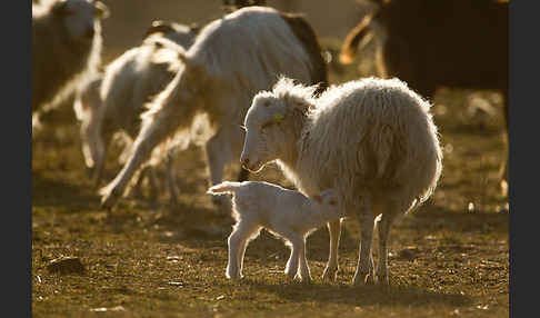 Hausschaf (Ovis gmelini aries)