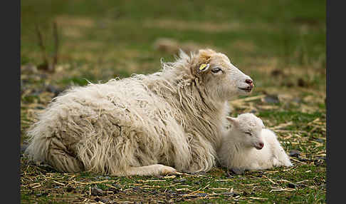 Hausschaf (Ovis gmelini aries)