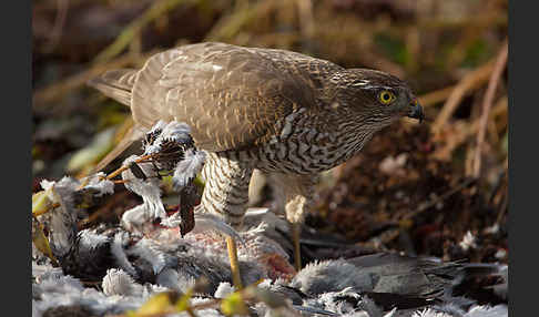 Sperber (Accipiter nisus)