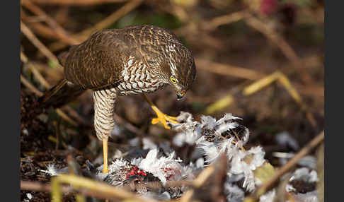 Sperber (Accipiter nisus)