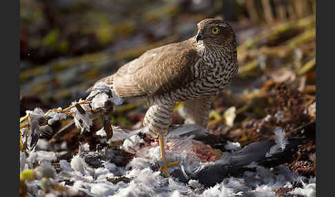 Sperber (Accipiter nisus)