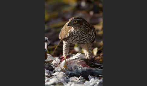 Sperber (Accipiter nisus)