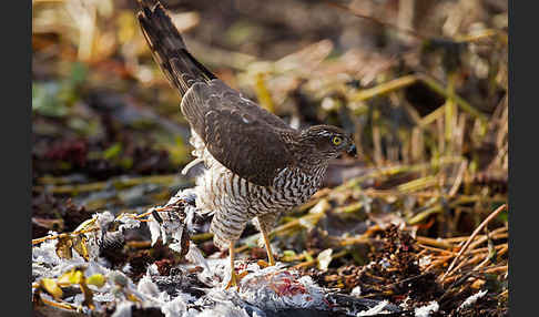 Sperber (Accipiter nisus)