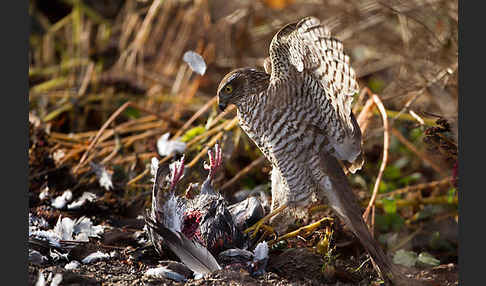 Sperber (Accipiter nisus)