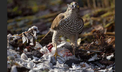 Sperber (Accipiter nisus)