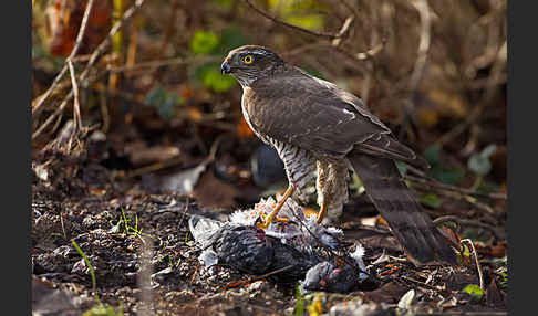 Sperber (Accipiter nisus)