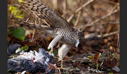 Sperber (Accipiter nisus)