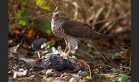 Sperber (Accipiter nisus)