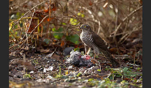 Sperber (Accipiter nisus)