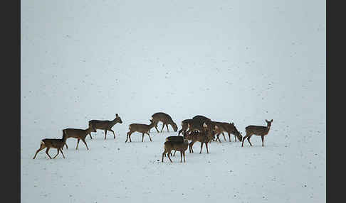 Rehwild (Capreolus capreolus)