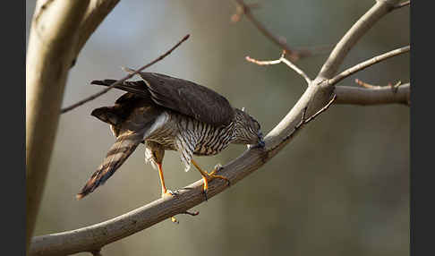 Sperber (Accipiter nisus)