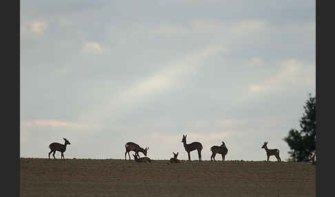 Rehwild (Capreolus capreolus)