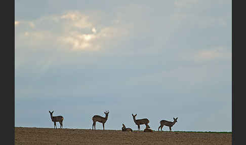 Rehwild (Capreolus capreolus)