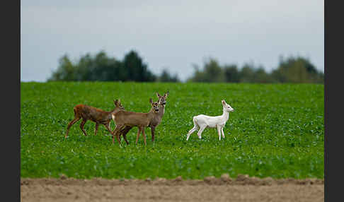 Rehwild (Capreolus capreolus)