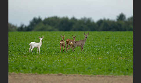 Rehwild (Capreolus capreolus)