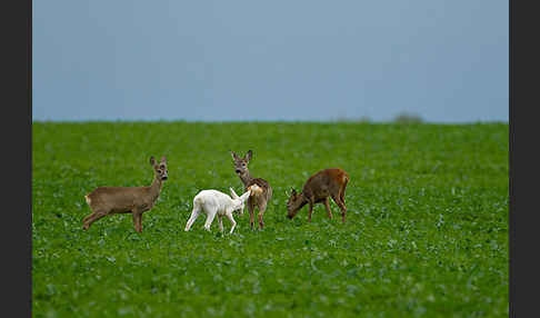 Rehwild (Capreolus capreolus)