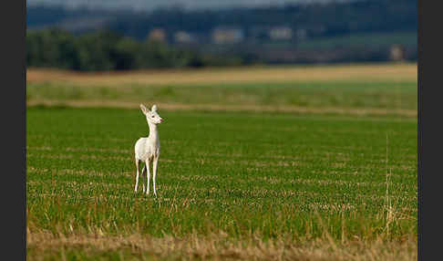 Rehwild (Capreolus capreolus)