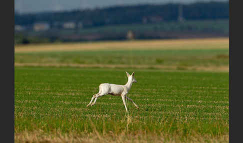 Rehwild (Capreolus capreolus)