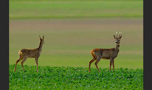 Rehwild (Capreolus capreolus)