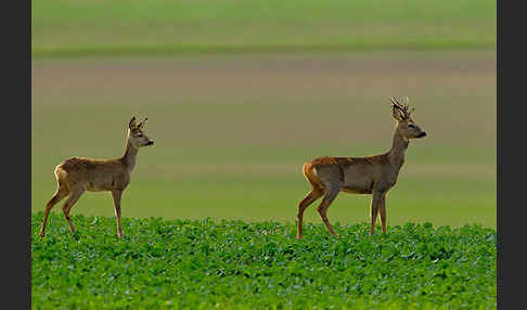 Rehwild (Capreolus capreolus)