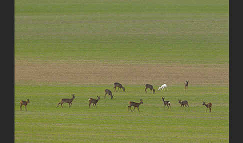 Rehwild (Capreolus capreolus)