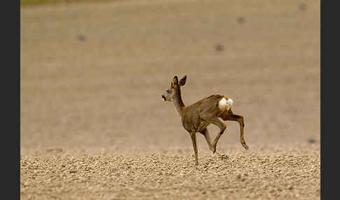 Rehwild (Capreolus capreolus)