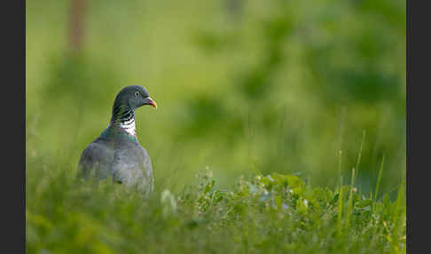 Ringeltaube (Columba palumbus)