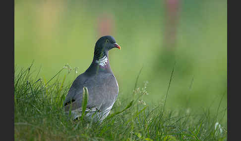 Ringeltaube (Columba palumbus)