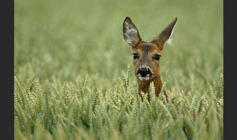 Rehwild (Capreolus capreolus)