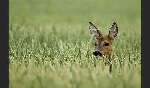 Rehwild (Capreolus capreolus)