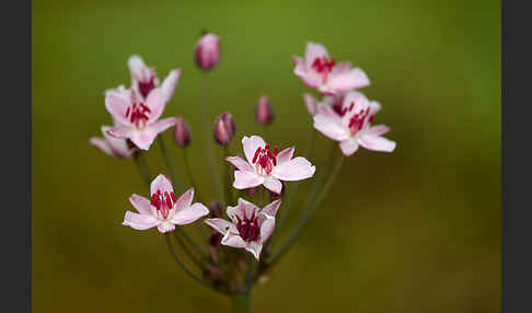 Schwanenblume (Butomus umbellatus)