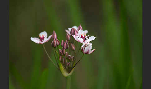 Schwanenblume (Butomus umbellatus)