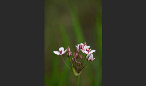 Schwanenblume (Butomus umbellatus)