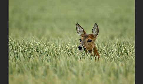 Rehwild (Capreolus capreolus)