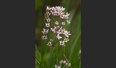 Schwanenblume (Butomus umbellatus)