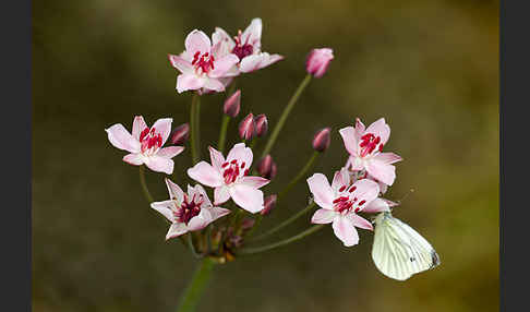 Schwanenblume (Butomus umbellatus)