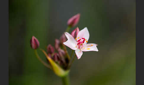 Schwanenblume (Butomus umbellatus)