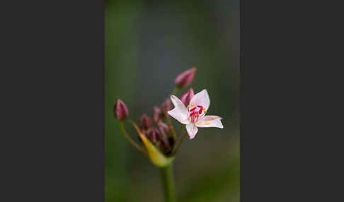 Schwanenblume (Butomus umbellatus)