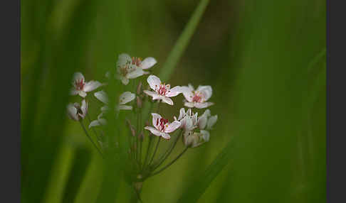 Schwanenblume (Butomus umbellatus)