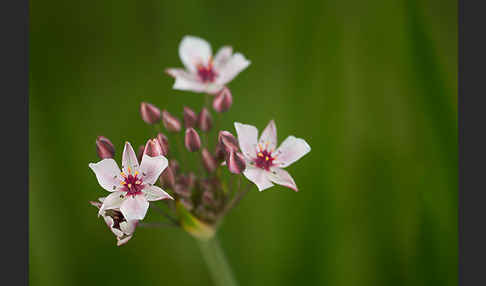 Schwanenblume (Butomus umbellatus)