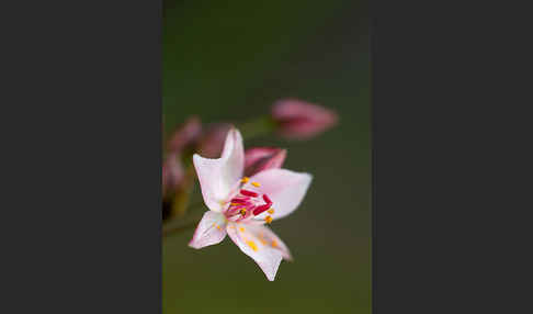 Schwanenblume (Butomus umbellatus)