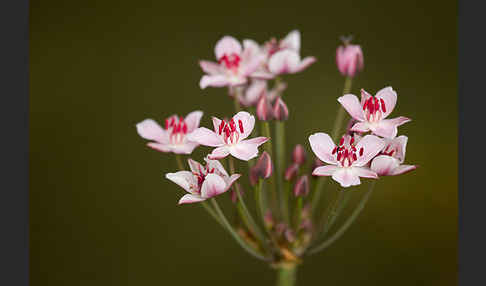 Schwanenblume (Butomus umbellatus)