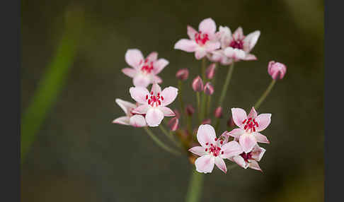 Schwanenblume (Butomus umbellatus)